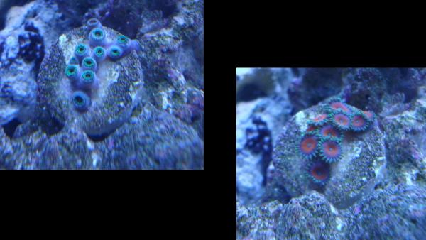 I refer to these as the christmas zoas, they havent been the fastest growing, but they are my current favourites. Perhaps 2-3 new pods over the last 4 months.