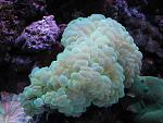 An EXXtra large green bubble coral from Ocean City in Calgary.