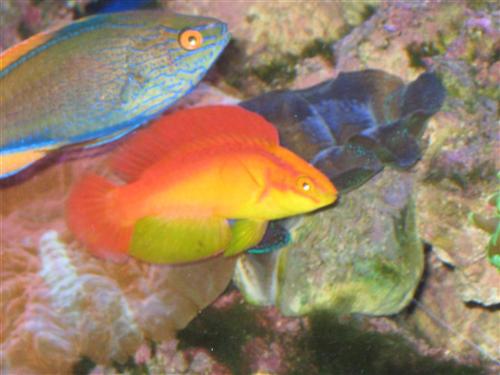 Hawiian Flame Wrasse with a Lineatus Wrasse, from Ocean City in Calgary. If you want awesome Fairy Wrasses, Arion can get anything!!