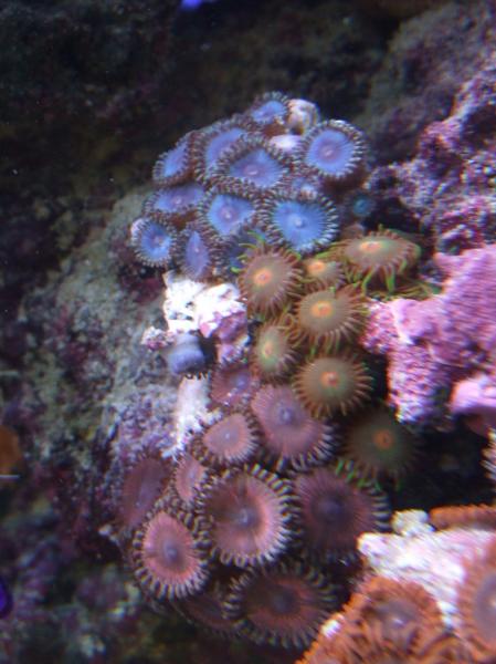 New Blue Zoas!