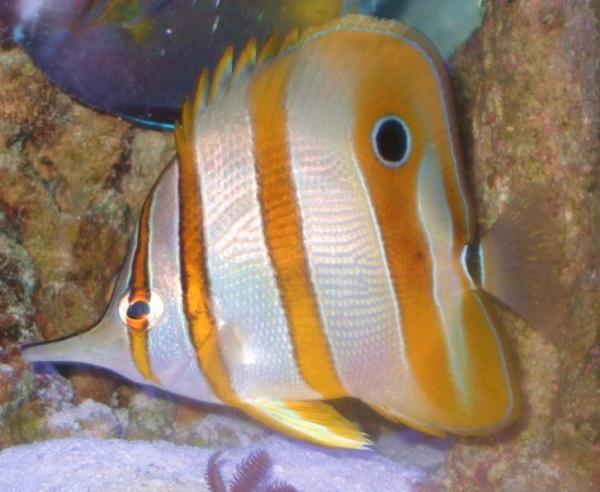 1st New Addition CopperBand Butterfly!