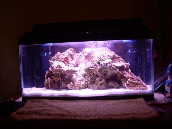 Mid-October 2009. Got a 15g short from a friend and started a saltwater tank, nothing in there except a few featherdusters, the rock was already cured. The original hood and light fixture (single 15w T8) along with two hagen powerfilters were used.