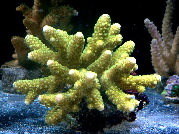 12112010 coral2