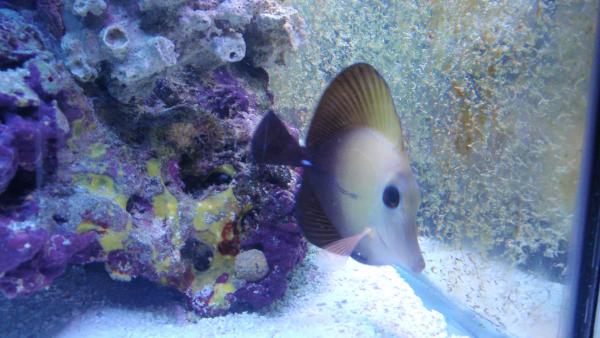 The scopas tang that came with the other 90 gallon tank I have yet to set up.