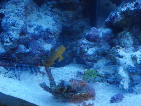 My ever watchful yellow watchman goby (and super dirty glass)