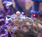 My pom pom crab right after I added him (maybe, I havent seen his flap to tell).