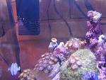 A few of the rescued zoas (the lone devils armour that the fish didn't eat)