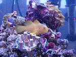 New Citron Clown Goby