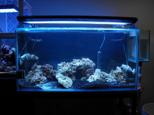 FTS November 14, 2011.  Lights are on the tank and it is ready for livestock, just need to begin transferring fish and corals over.
