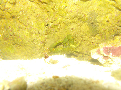 Emerald crab