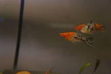 M F Tri color swordtail