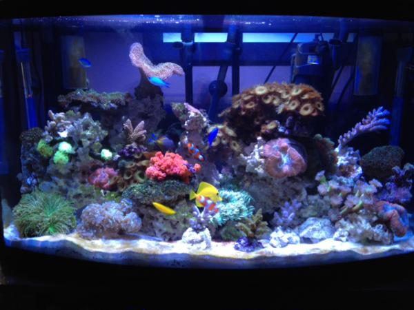 Tank view