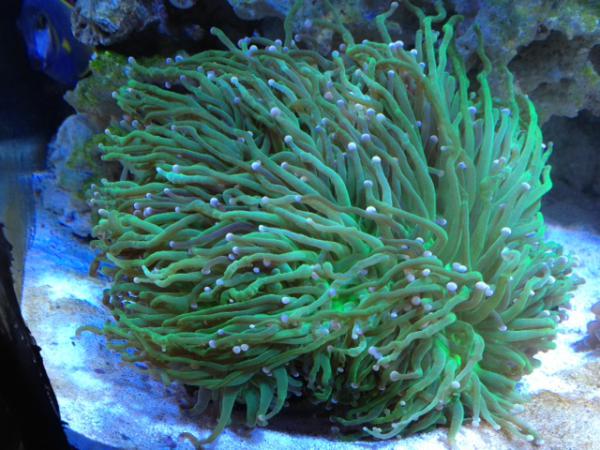 Torch coral