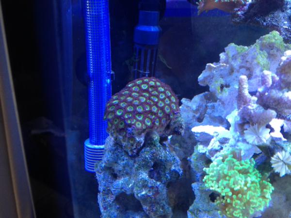 Zoa