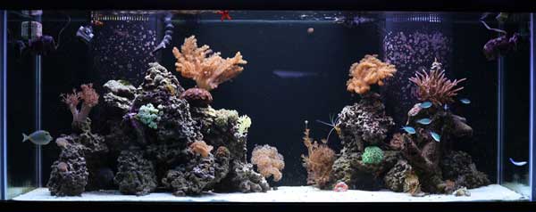 Dec 2011. This is pretty much what the tank looks like now, after running for about 9 months.