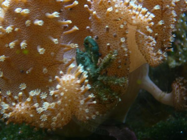 this emerald loved riding the corals. 
In bottom right there is a cool growth that came off the coral.