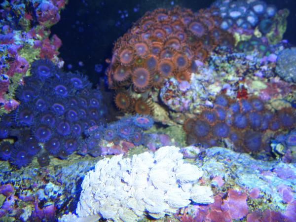 zoanthids 007