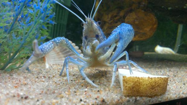 We call him Mr. Crabbs ... yes i know hes a blue crayfish.
his personality is beyond. he loves people and gets so excited sometimes. 

(mr . crabbs victory dance over a potato he "found")
