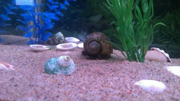 Apple snail when we first got him...

spread out hes about 5.5 inchs long and 3 inchs wide.