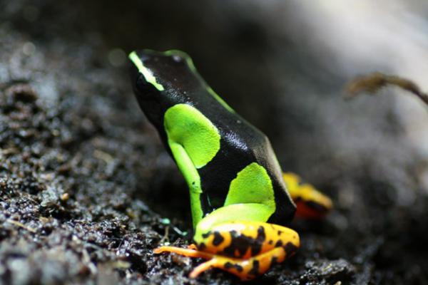 069
Mantella baroni