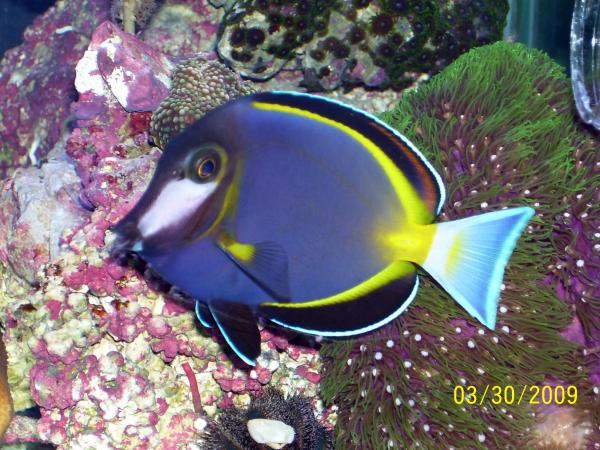 Powder Brown Tang (Japonicus) prior to the clowns beating the snot out of him.