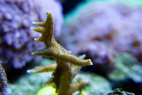 Birdsnest Frag 2 weeks old.