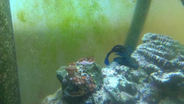 :( zoa's are upset for a few days now just these ones