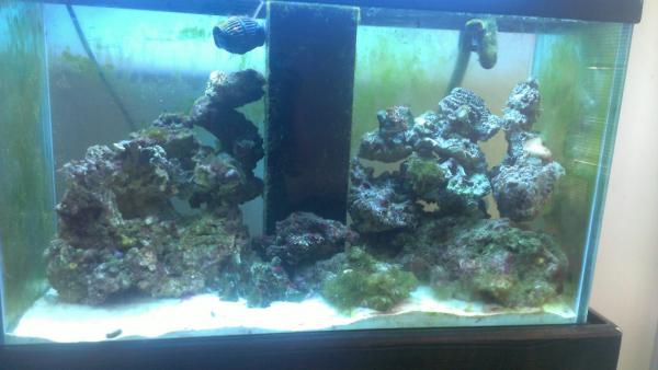 more live rock! and corals added