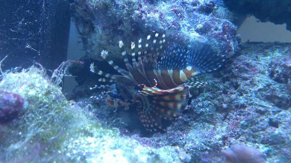 Dwarf Zebra LionFish <3 finally!