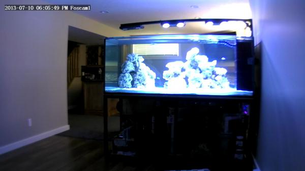 A remote shot from my fishcam of the tank.