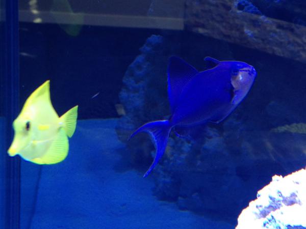 one of my yellow Tangs and my Niger Trigger