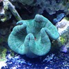 Green Carpet Anemone: The star of my tank