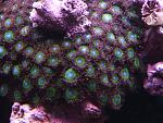 Green Zoas? Not sure the type.