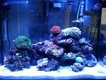 Nov 27, 2013 
 
Started to upload pictures to keep track of reef growth. 
 
Fishes: 2 Maroon clowns and 2 signal gobies (paired). 
Inverts: 1 cleaner...