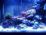 Dec 2, 2013 
 
Added two open brain corals and a couple of zoanthids. 
 
The Weslo placed on the center bottom rock is my wife's new favourite. It...