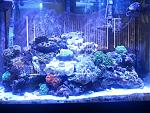 Sept 28, 2014 
 
Added about 12 lbs of macro rocks and re-aquascaped the whole aquarium. 
 
Addition since last update: 
Blue (and presummably...