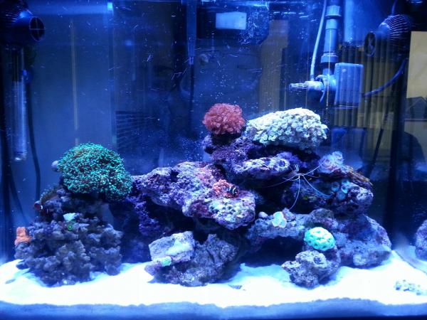 Nov 27, 2013
Started to upload pictures to keep track of reef growth.
Fishes: 2 Maroon clowns and 2 signal gobies (paired).
Inverts: 1 cleaner shrimp, various snails and crabs.
Corals: 2 anemones, 2 flowerpots, 1 frogspawn, 1 brain, 1 coco worm, various ricordea, zoanthids and mushrooms