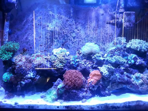 Sept 21, 2014.
A couple of the fishes were gone while my wife and I went on our honeymoon trip to the Maldives.
Rest in peace to our beloved:
Sixline wrasse
Carpenter's flasher wrasse
Yellow tang
Signal goby pair
Our dottyback was returned to our LFS before our trip as he was too aggressive.