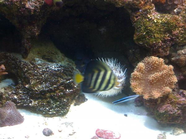 Puffer  puffing with sailfin tang in the way