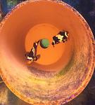 Black Ice Clownfish Pair w/ Eggs