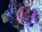 Small acan