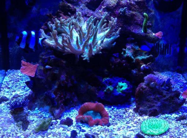 29 Biocube