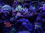 Full SPS and LPS Reef 
Love to trade frags.
