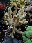 Brown Finger Leather Coral