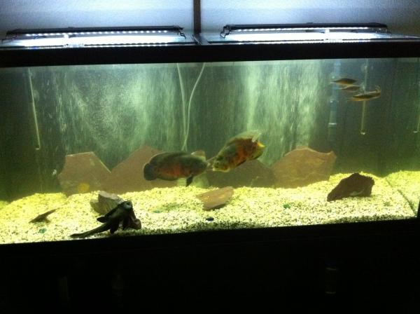 120g Fish Tank