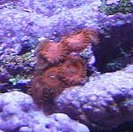 Zoanthids - These are special. Picture does not do it justice.  Very slow growth rate.  Have only gained 2 since December.  I Have some red Zoanthids...