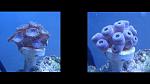 What I call the Blueberry Zoas, I mean look at them. The timeline shots are.. just as the lights came on, and 1 hour after. Same for all the zoa...