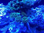 Blurry Torch Coral