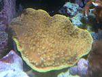 Turbin coral