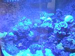 Maxspect G2 110W evening -My camera doesnt work because the light is too bright and soo darn blue :p
